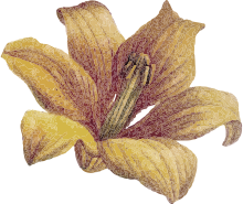 fleur jaune