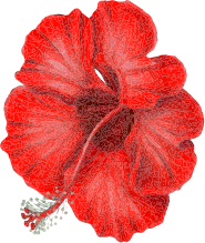 fleur rouge