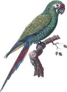 perroquet vert